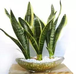 什么樣的植物能有效去除辦公室甲醛等有害物質呢？